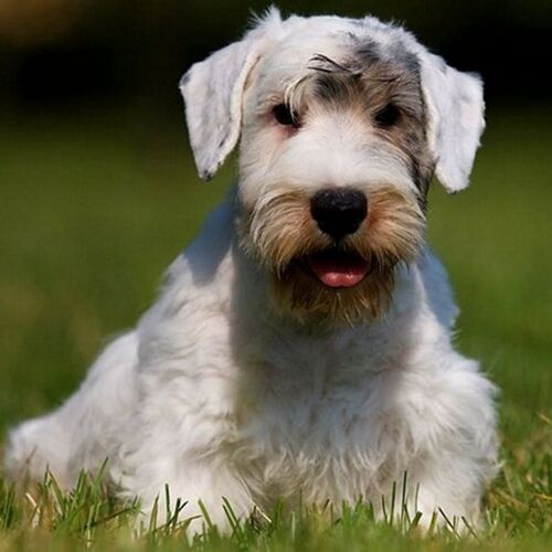 Cane di razza Sealyham Terrier
