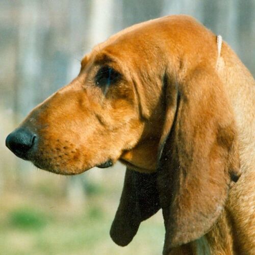 Cane di razza Segugio Italiano
