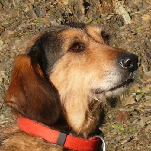 Cane di razza Segugio maremmano