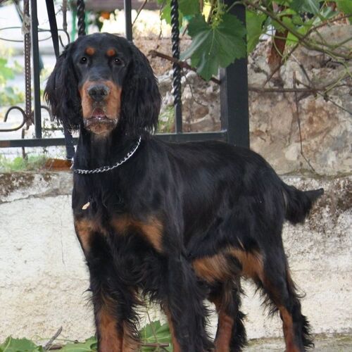 Cane di razza Setter Gordon