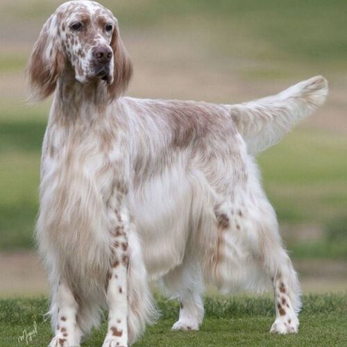 Cane di razza Setter Inglese
