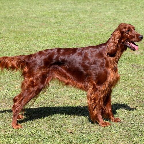 Cane di razza Setter irlandese