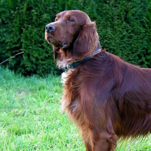 Cane di razza Setter Irlandese Rosso Bianco