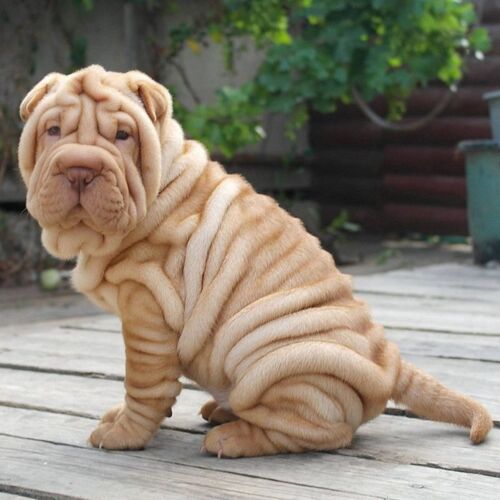 Cane di razza Shar pei