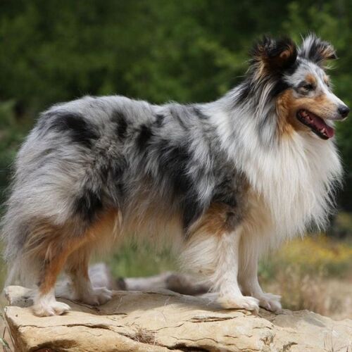 Cane di razza Shetland Sheepdog