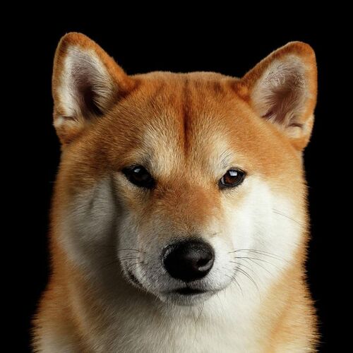 Cane di razza Shiba Inu