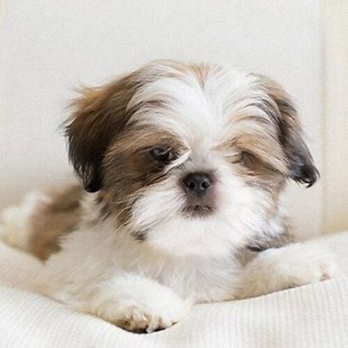 Cane di razza Shih Tzu
