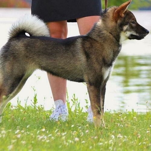 Cane di razza Shikoku Ken