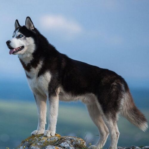 Cane di razza Siberian Husky