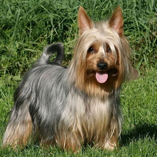 Cane di razza Silky Terrier