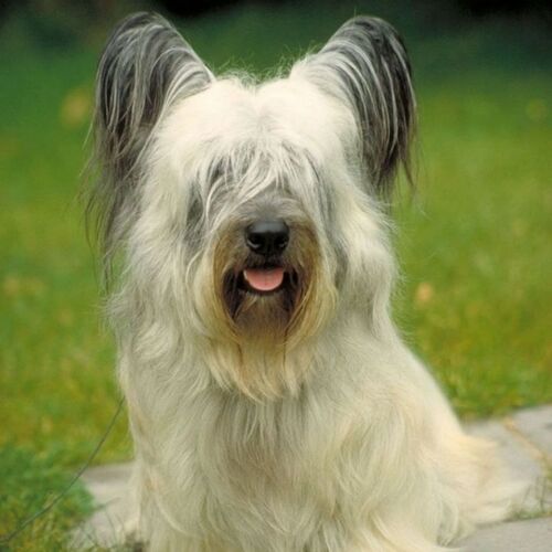 Cane di razza Skye Terrier