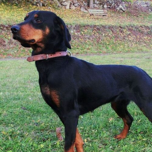 Cane di razza Slovensky Kopov