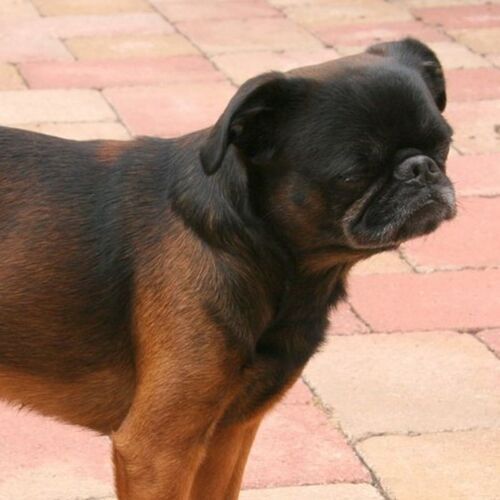 Cane di razza Small brabant