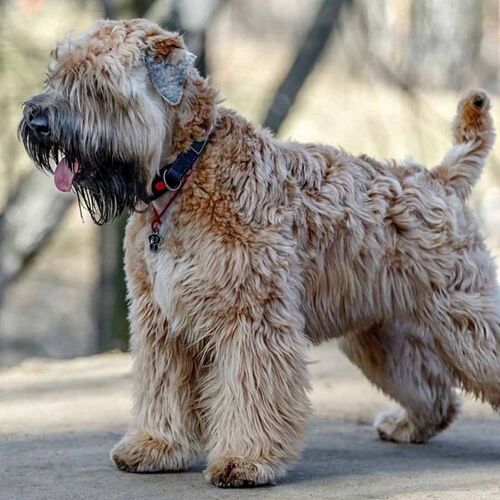 Cane di razza Soft Coated Wheaten Terrier