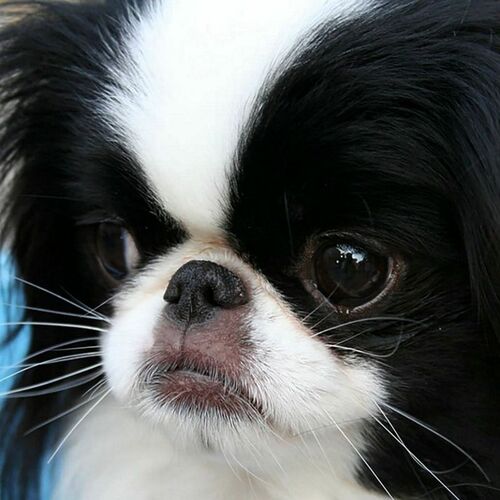 Cane di razza Spaniel Giapponese