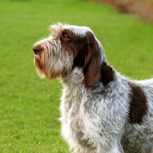 Cane di razza Spinone Italiano