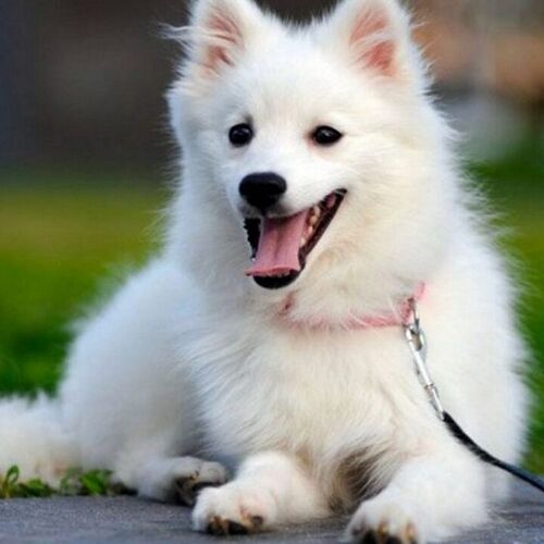 Cane di razza Spitz Giapponese