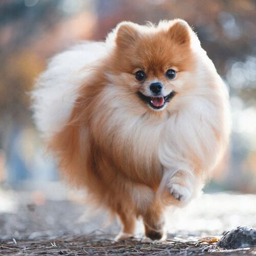 Cane di razza Spitz tedesco