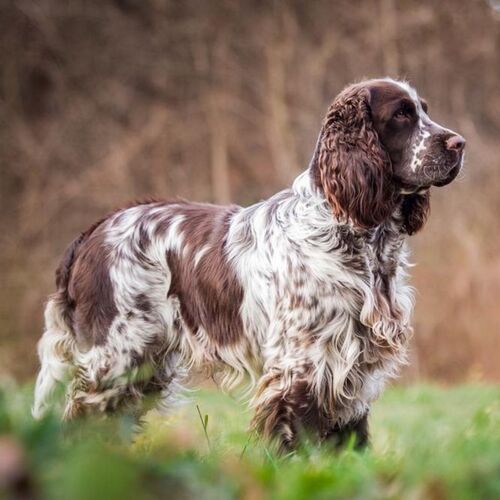 Cane di razza Springer Spaniel Inglese