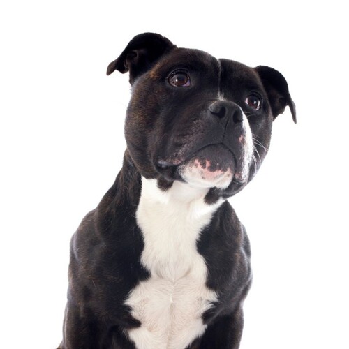 Cane di razza Staffordshire Bull Terrier