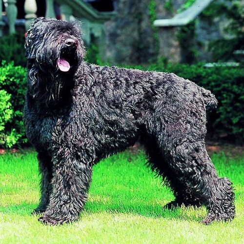 Cane di razza Terrier nero russo