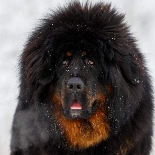 Cane di razza Tibetan Mastiff