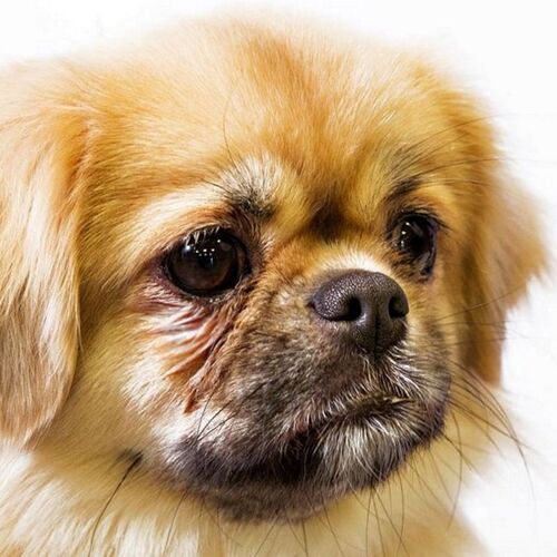 Cane di razza Tibetan Spaniel