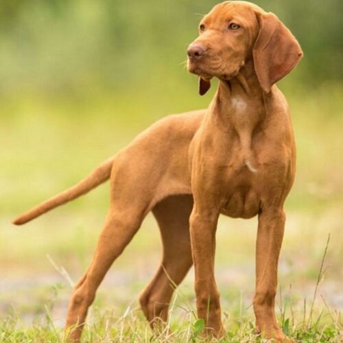 Cane di razza Vizsla