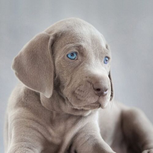 Cane di razza Weimaraner