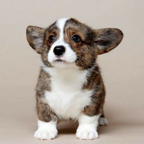 Cane di razza Welsh Corgi Cardigan