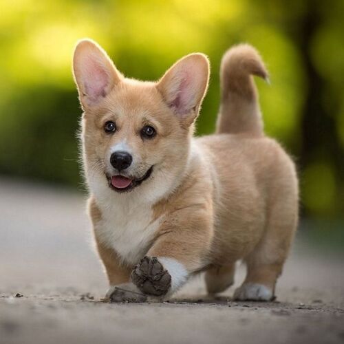 Cane di razza Welsh Corgi Pembroke