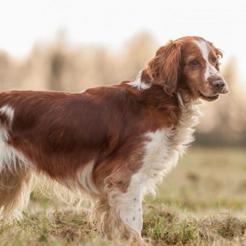 Cane di razza Welsh Springer Spaniel