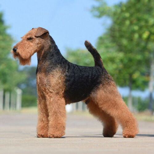 Cane di razza Welsh Terrier