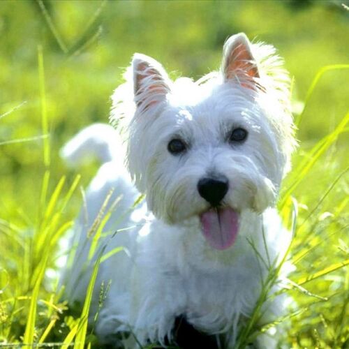 Cane di razza West Highland White Terrier