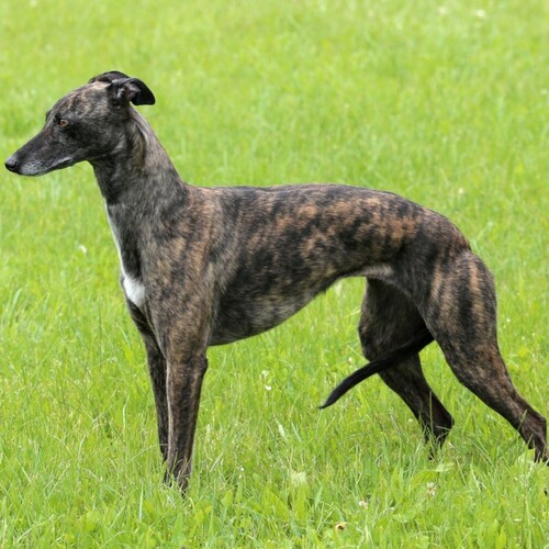 Cane di razza Whippet