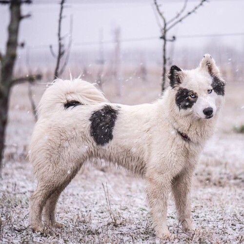 Cane di razza Yakutian Laika