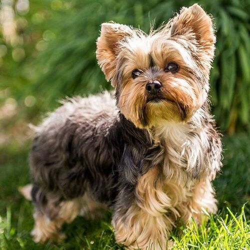 Cane di razza Yorkshire Terrier