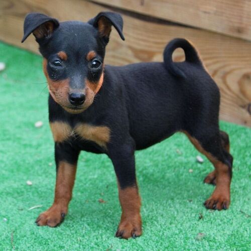 Cane di razza Zwergpinscher