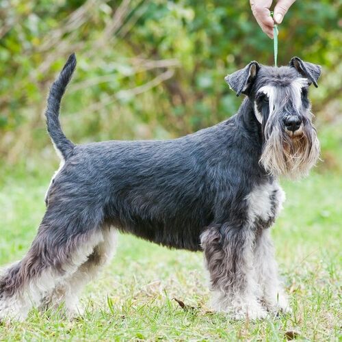 Cane di razza Zwergschnauzer